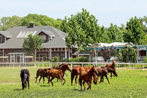 以馬為夢，為中國獨(dú)有的馬術(shù)道路增光添彩