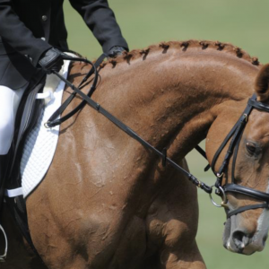 手、韁繩與“接觸”：別像騎自行車一樣騎馬！