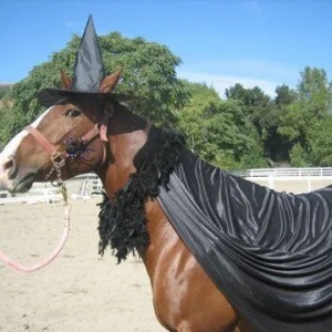 馬術(shù)梗圖 | 來汲取萬圣節(jié)裝扮靈感吧！